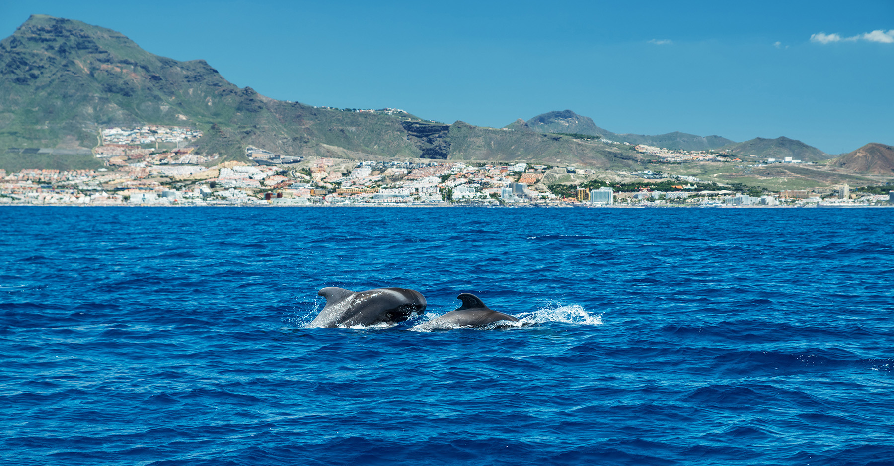 ballenas y delfines en tenerife