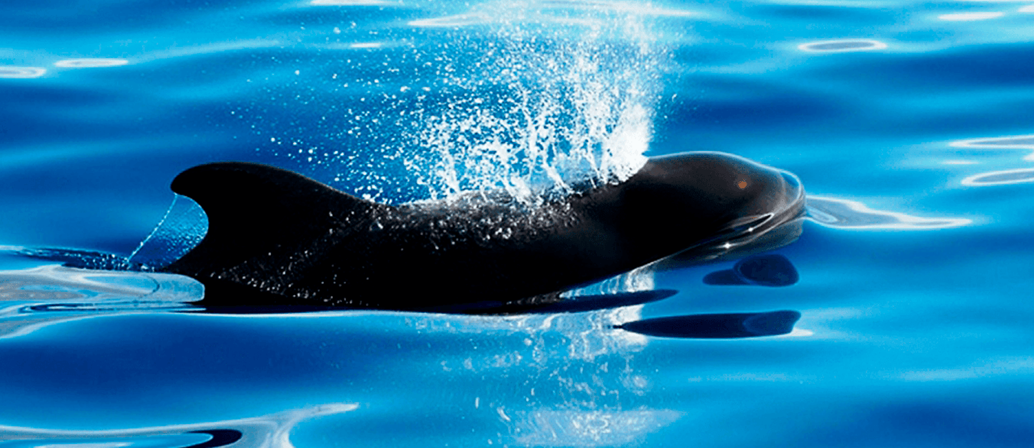ballenas y delfines en Tenerife